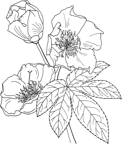 Cochlospermum Vitifolium Or Buttercup Tree Coloring Page